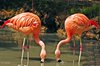 Tweeling_flamingo