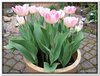 bloem00067