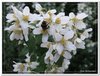 bloem00444