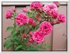 bloem00596