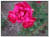 bloem00213