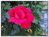 bloem00573