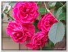 bloem00556