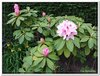 bloem00398