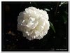 bloem00163