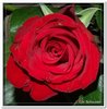 bloem00004