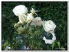 bloem00249