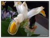 bloem00546