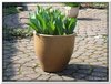 bloem00058