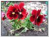 bloem00461