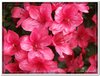 bloem00413