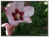 bloem00586