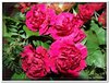 bloem00435