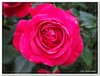 bloem00604
