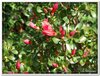 bloem00397