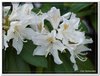 bloem00394