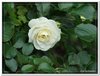 bloem00025