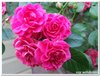 dscf3204