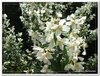bloem00491