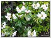 bloem00385