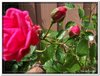 bloem00185