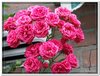 bloem00319