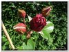 bloem00478