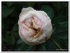 bloem00457
