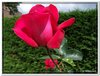 bloem00484