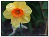 bloem00368