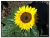 bloem00033