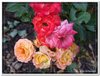 bloem00559