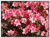 bloem00302
