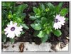 bloem00420