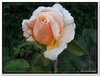 bloem00259