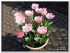 bloem00379