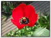 bloem00045