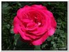 bloem00179