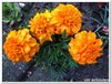 dscf3236