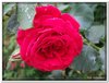 bloem00287