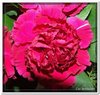 bloem00005