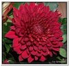 bloem00003