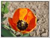 bloem00348