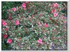 bloem00402