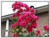 bloem00522