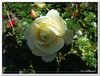 bloem00472