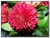 bloem00425
