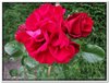 bloem00204
