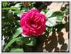 bloem00164