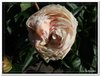 bloem00466